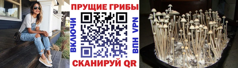 Псилоцибиновые грибы GOLDEN TEACHER Сасово